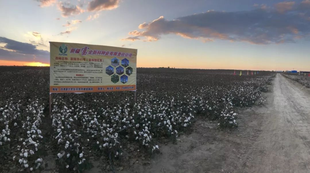 富全系列在沙灣沙北區表現優(yōu)異